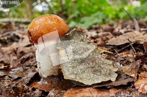 Image of Leccinum aurantiacum in the natural environment.