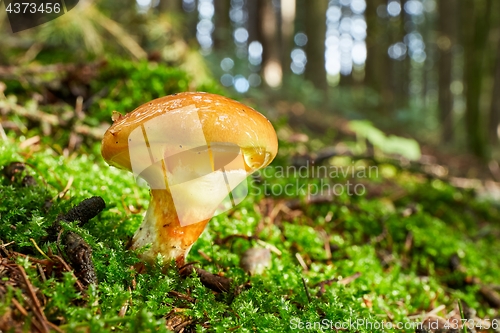 Image of Suillus grevillei in the natural environment.