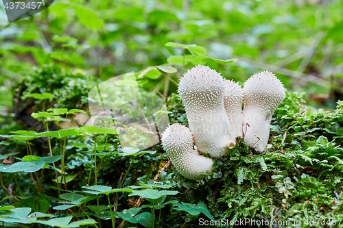 Image of Lycoperdon perlatum in the natural environment.