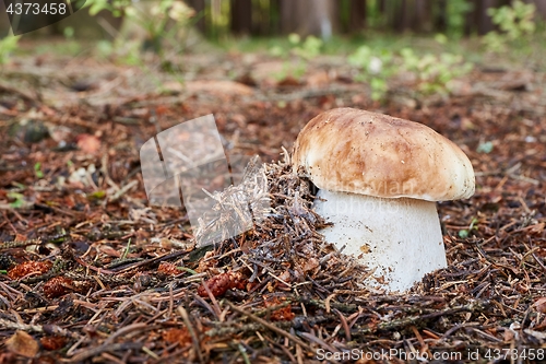 Image of Boletus edulis. Fungus in the natural environment.