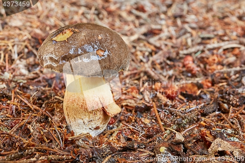 Image of Xerocomellus chrysenteron, fungus