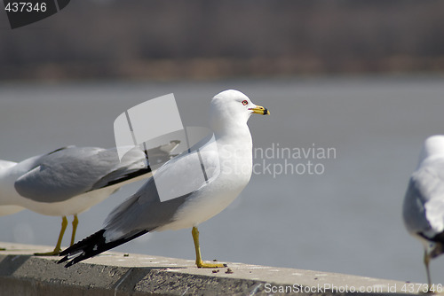 Image of Seagull Standing With Friends