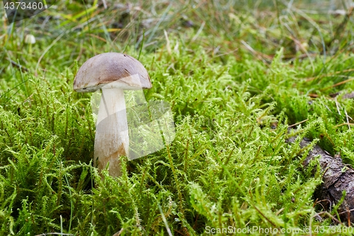 Image of Fungus Leccinum cyaneobasileucum