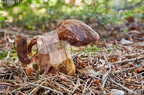 Image of Imleria badia. Fungus in the natural environment.