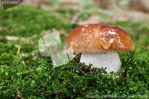 Image of Boletus edulis. Fungus in the natural environment.