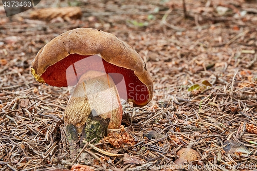 Image of Neoboletus luridiformis in the natural environment