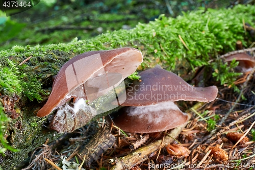 Image of Auricularia auricula judae