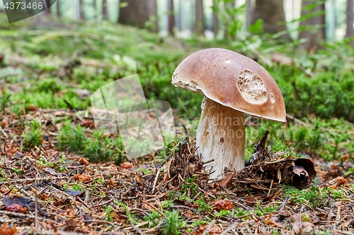 Image of Boletus edulis. Fungus in the natural environment.