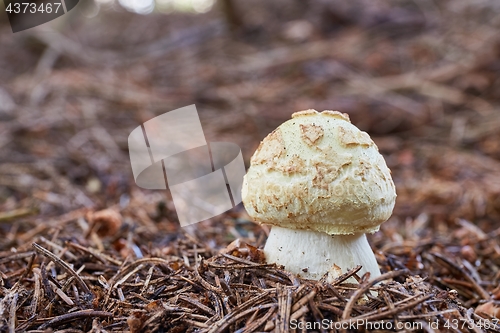 Image of Amanita citrina.Fungus in the natural environment.