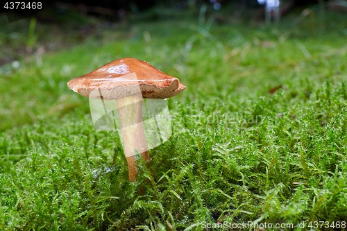 Image of Chalciporus piperatus in the natural environment.