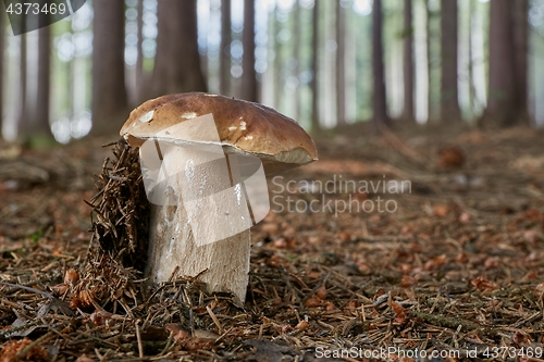 Image of Boletus edulis. Fungus in the natural environment.