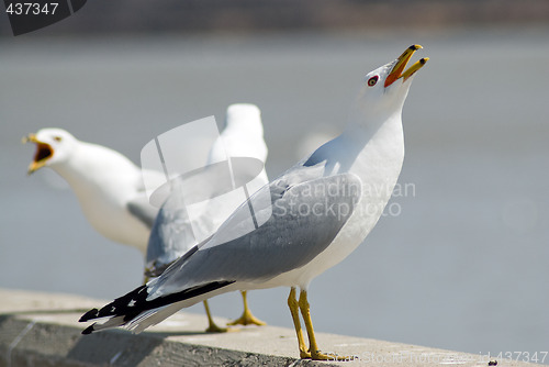 Image of Seagull Squaking