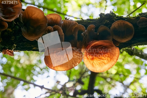 Image of Auricularia auricula judae