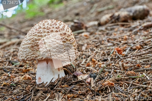 Image of Amanita rubescens in the natural environment.