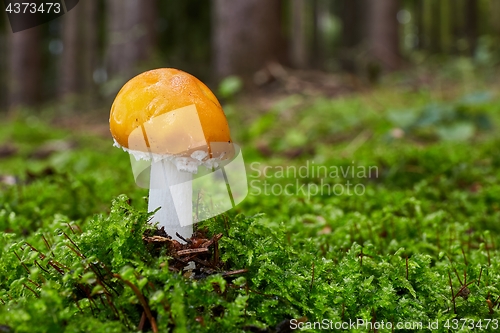 Image of Amanita muscaria in the natural environment.