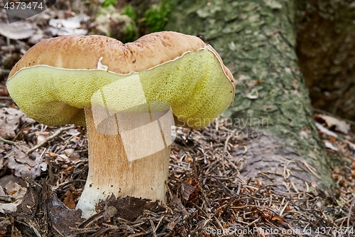 Image of Boletus edulis. Fungus in the natural environment.