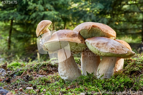 Image of Boletus edulis. Fungus in the natural environment.