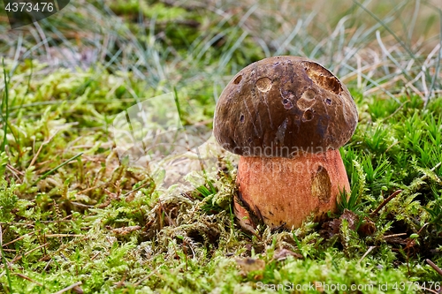 Image of Neoboletus luridiformis in the natural environment