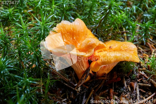 Image of Cantharellus cibarius in the natural environment.