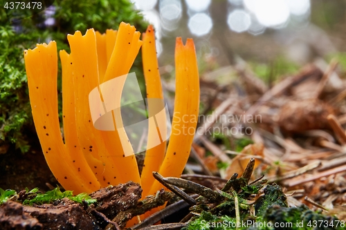 Image of Calocera viscosa in the natural environment.