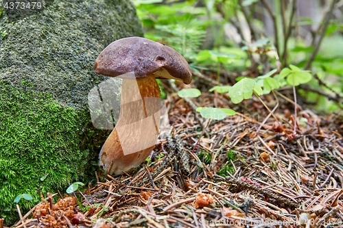 Image of Imleria badia. Fungus in the natural environment.