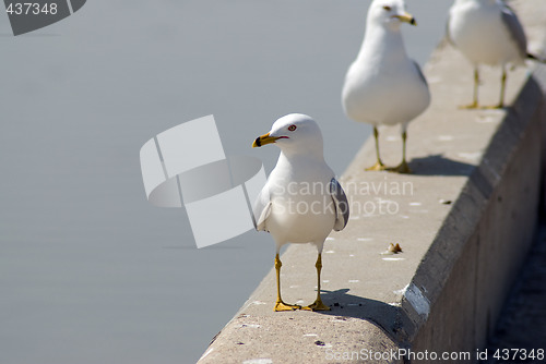 Image of Seagull