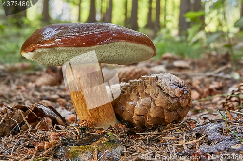 Image of Imleria badia. Fungus in the natural environment.