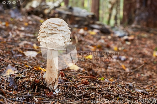 Image of Chlorophyllum olivieri in the natural environment.