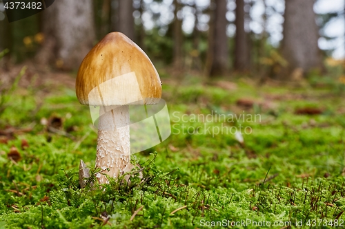 Image of Amanita umbrinolutea in the natural environment.