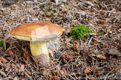 Image of Imleria badia. Fungus in the natural environment.