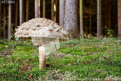 Image of Chlorophyllum olivieri in the natural environment.