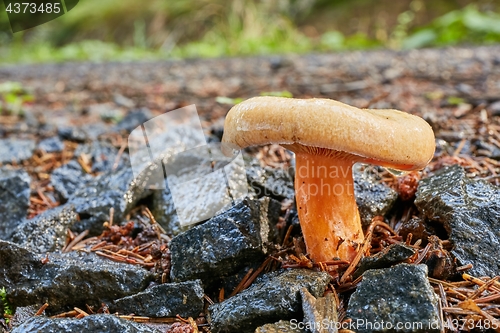 Image of Lactarius deliciosus in the natural environment.