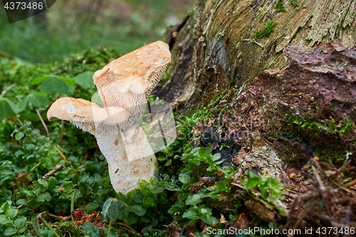 Image of Hydnum repandum. Fungus in the natural environment