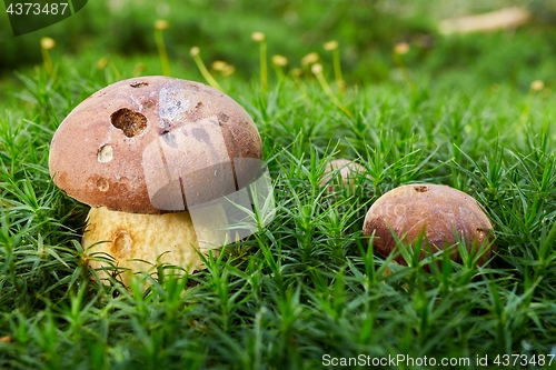 Image of Imleria badia. Fungus in the natural environment.