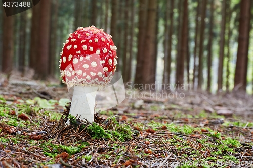 Image of Amanita muscaria in the natural environment.