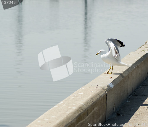 Image of Seagull Preparing For Take-off