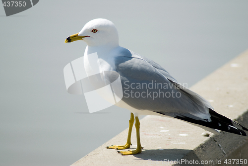 Image of Seagull Portrait