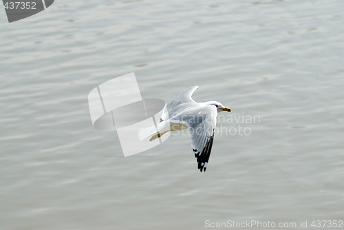 Image of Flying Seagull