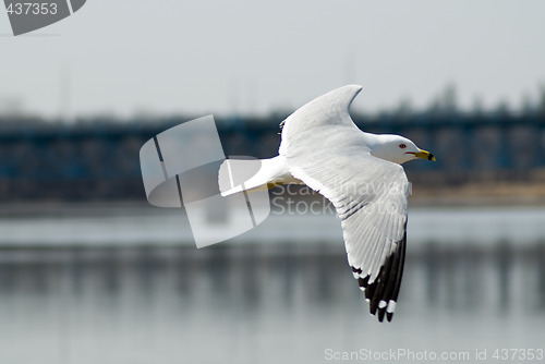 Image of Flying Seagull