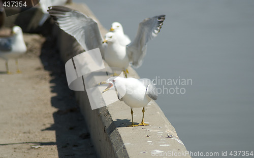 Image of Squaking Birds