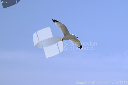 Image of Seagull Flying