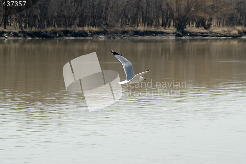 Image of Seagull Looking For Food