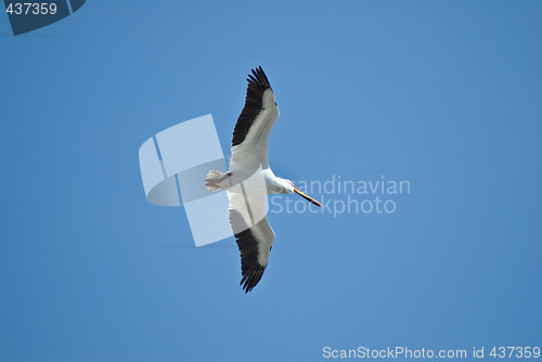 Image of Flying Pelican