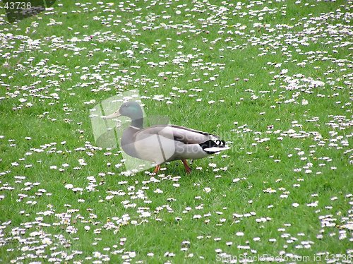 Image of Duck In Daisies