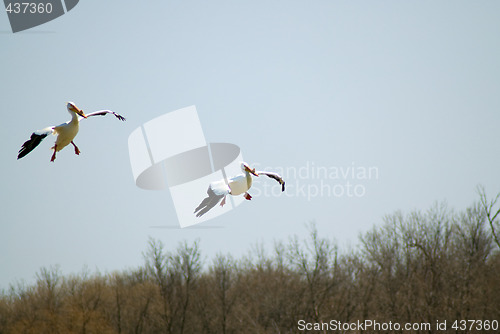 Image of Coming In For Landing