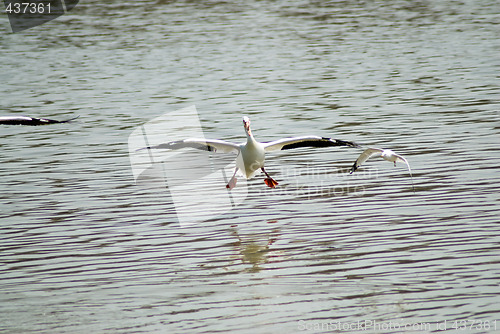 Image of Pelican Landing