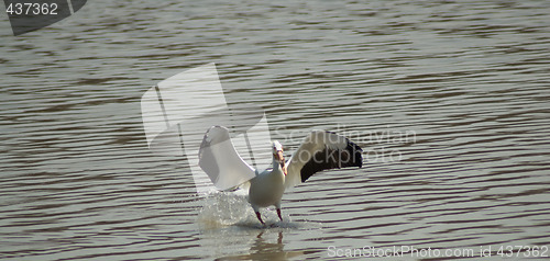 Image of Pelican Landing in Water