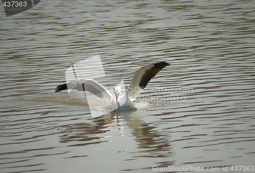 Image of Pelican