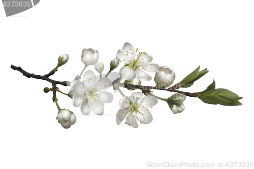 Image of Blossoming cherry branch with white flowers.