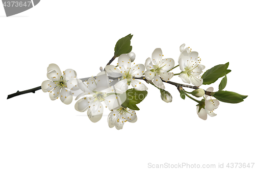 Image of Blossoming cherry branch with white flowers.